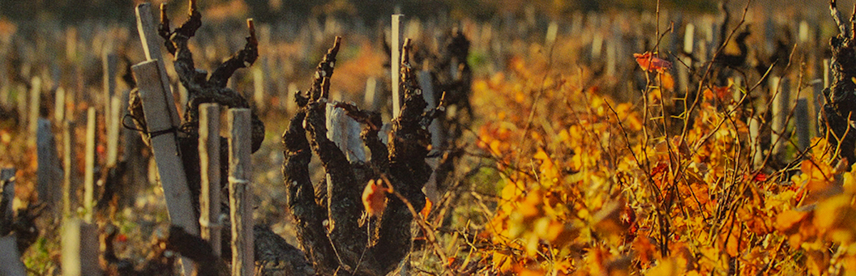 vinice-podzim-detail